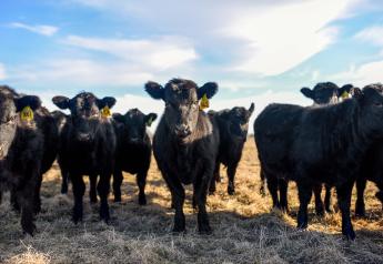 Capitalize on Strong Calf Markets with Quality Weaning Nutrition