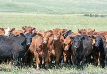 Peel: Cattle Markets Back on Track