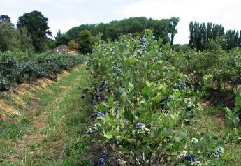 Chilean Blueberry Committee lowers export prediction