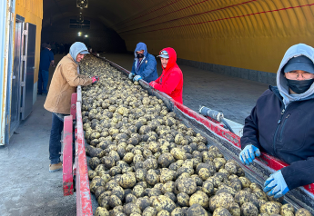 Exploring fresh, not fried (yet) potatoes for foodservice