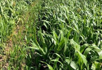 Take Precautions Against Toxicity of Sorghum Forages