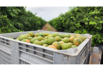What's expected for Texas citrus production in 2023-24 season