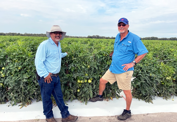 Good-quality tomatoes expected in Florida after slow start