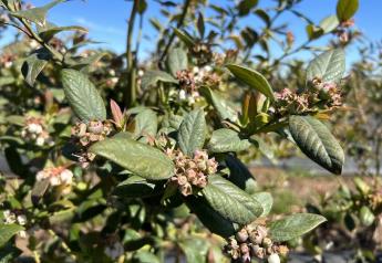 Chilean blueberry volume expected stable for Wish Farms