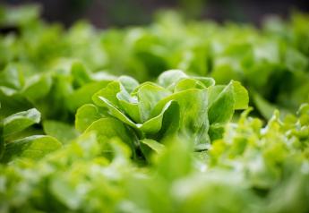 Research shows relationship between certain properties and foodborne pathogens in leafy greens