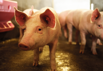 Antibiotics and Antimicrobial Resistance in Swine Production