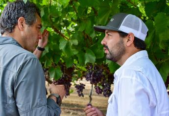 How table grape growers can prepare for El Niño 2023 