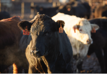 Antibiotics 101: Tips for Choosing the Right Treatment for Your Cattle