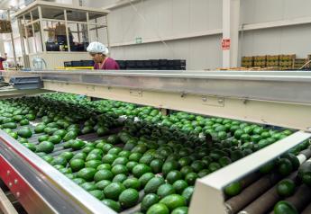 How packinghouses are delivering quality for Calavo Growers