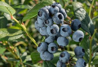 Chilean Blueberry Committee projects 13% decrease in exports from last season