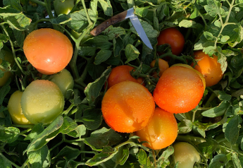 University develops machine-harvestable tomato