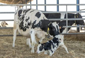 New Discoveries to Head Off Health Setbacks in Transition Cows