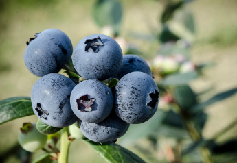 Chile's blueberry industry looks to boost quality 