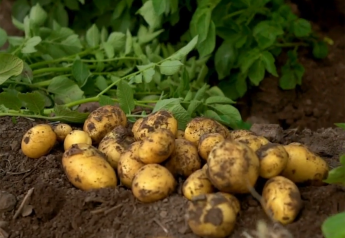 Potato volume up, prices down for holidays