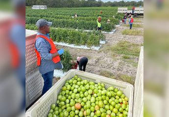 Amid challenges, passion drives Florida tomato growers