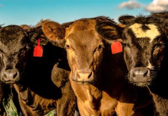 Reducing Development Costs for Replacement Heifers