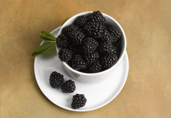 Sweet Karoline blackberries from Berry Fresh to arrive from Mexico