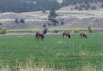 Wyoming Lawmaker Proposes All-You-Can-Kill Elk Permits for Ranchers