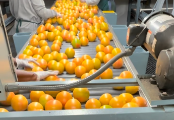 Why industry leaders say Florida citrus is on track for a better year