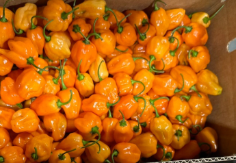 A look at Rich River Produce's early start to Mexican produce season