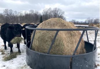 Bale Grazing: Enhance Soil Health and Forage Production Through Innovative Hay-Feeding