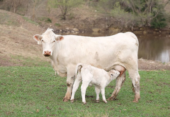 Veterinarian Reviews Steps for Cattle Producers Before and After Calving
