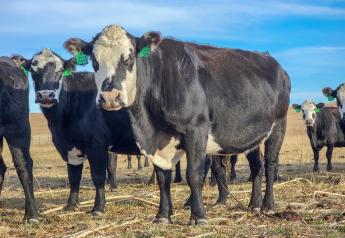 Cow Herd Report Card II. Measures of Performance