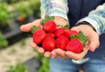 What Florida strawberry growers anticipate as the season ramps up