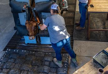 Elanco Animal Health Shares Updates On Cattle Implant Portfolio