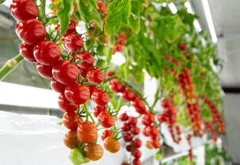On heels of premium strawberry releases, Oishii adds bite-sized tomato to portfolio