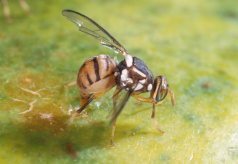 Quarantine area for Oriental fruit fly in California grows