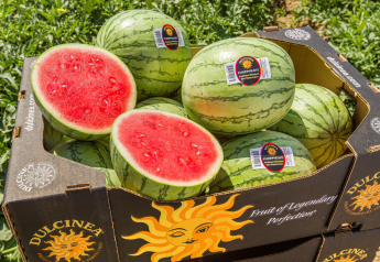 Guatemalan exports boost Pacific Trellis Fruit's mini watermelon production