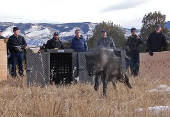 Five Gray Wolves Released in Colorado