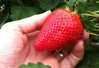 University of Florida research center offers standout strawberry varieties