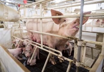 Water-Soluble Antibiotics Provide New Option to Control Sow Health Challenges