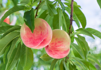 FDA ends probe of Listeria outbreak in peaches, nectarines