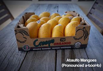 Mexican mango volume underway for Crespo Organic