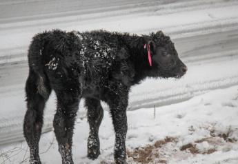 Managing Hypothermia for Newborn Calves
