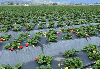 Bobalu Berry Farms strawberry volume has strong start to year