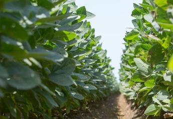Minimize the Impact of Herbicide-resistant Weeds With These 6 Tips