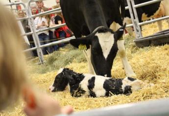 The Calving Corner Shares Real-time Births in Pennsylvania