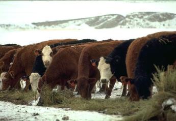 CattleFax Cow-Calf Survey Released
