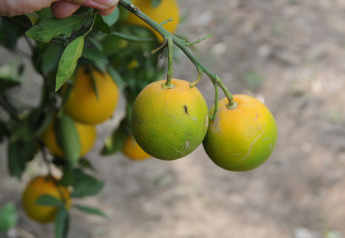 Citrus greening quarantine expanded in Louisiana