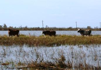 Texas Ranchers Urged to Remove Livestock from Low-lying Areas