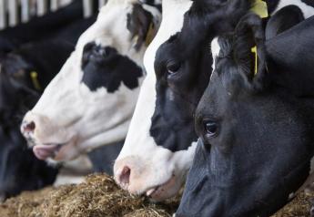 Interest Growing in Inulin for Lactating Dairy Rations