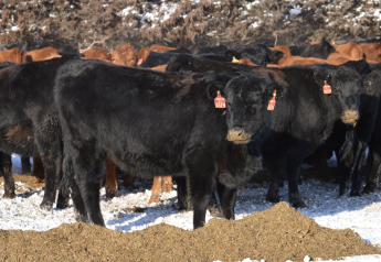 What Are Replacement Heifers Worth in 2024