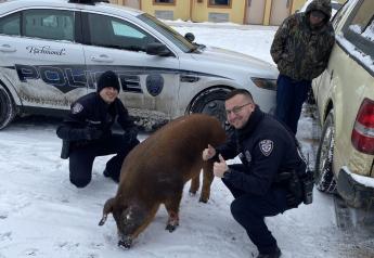 Escaped Pig Enjoys Snow Day in Kentucky