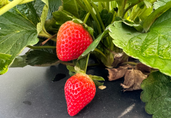Florida strawberries hit peak-season stride