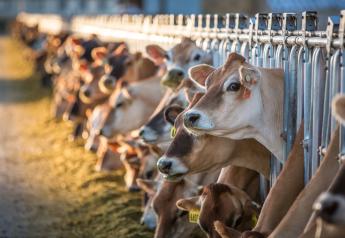 Dairy Profitability Remains Elusive, Regardless of Weaker Milk Supply