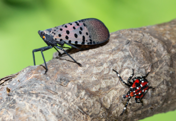 USDA research unveils spotted lanternfly weakness